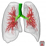 coreVessel_segmentation_3d